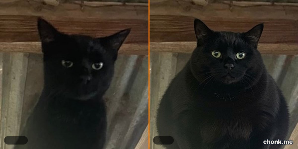Before and after body meme — Dominic's 10x chonk